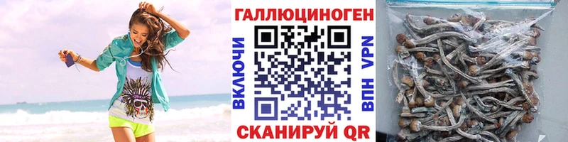 Псилоцибиновые грибы Cubensis дарнет шоп Лагань